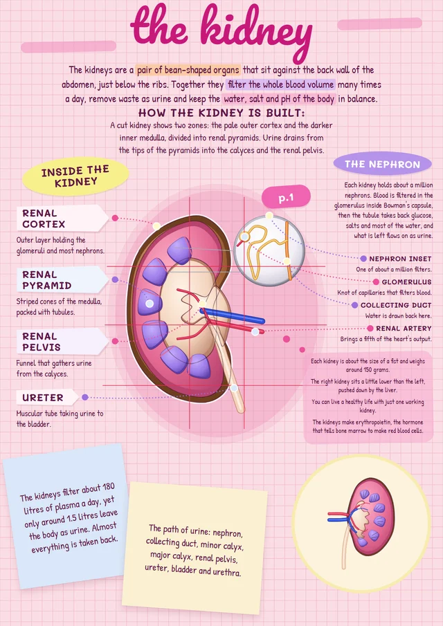 A Strawfy page on the kidney, in the Blush study style