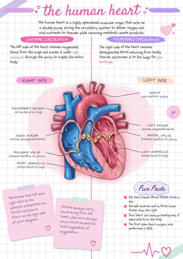 A Strawfy page on the human heart, in the Painted notes style